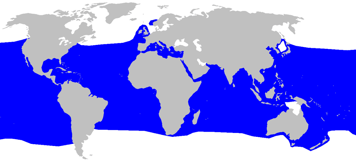 Isurus_oxyrinchus_distribution map