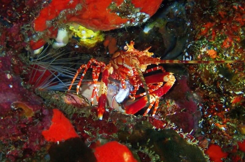 , West Indian Furrow Lobster, Long-handed Spiny Lobster, Justitia longimana