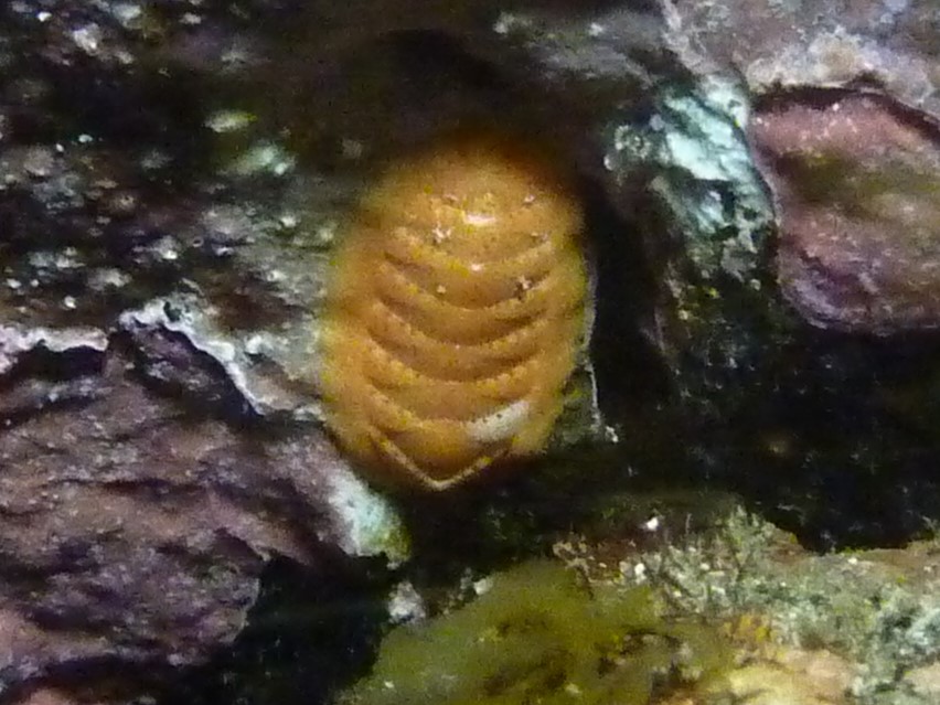 Kanarische Käferschnecke - Chiton canariensis