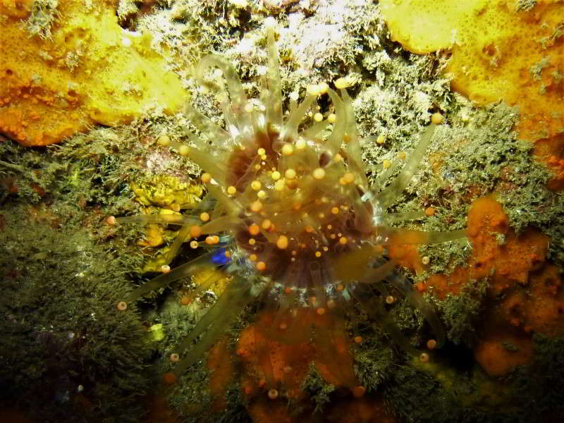 Karibische-Korallenanemone-Pseudocorynactis-caribbeorum-orange-Keulenanemone-bild-blumentiere-arten-tauchen-kanaren-kanarische-inseln-atlantik