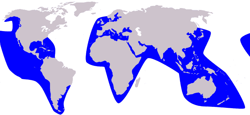 Kleiner-Schwarzer-Unechter-Schwertwal-Pseudorca-crassidens-karte-Verbreitung-Vorkommen