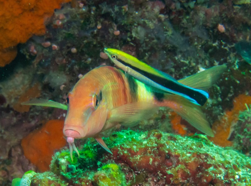 Bluestreak cleaner wrasse, Bluestreak Cleaner Wrasse, Labroides dimidiatus