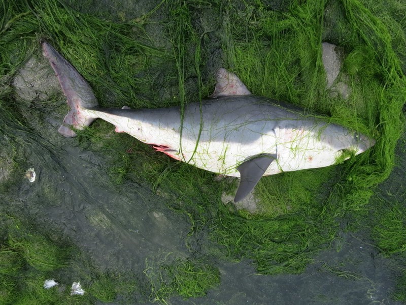 Salmon shark, Lamna ditropis, Lamna ditropis