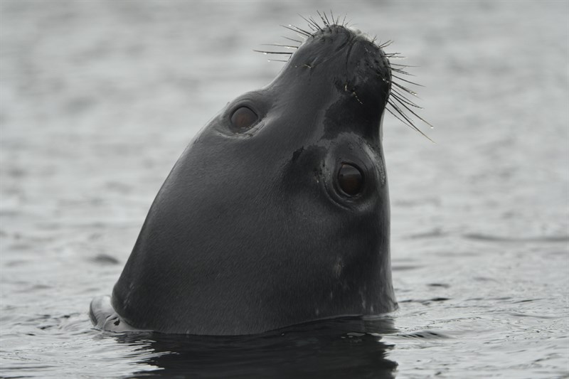 , Weddell Seal, Leptonychotes weddellii