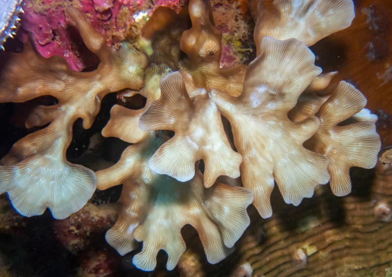 , Foliose Coral, Leptoseris gardineri