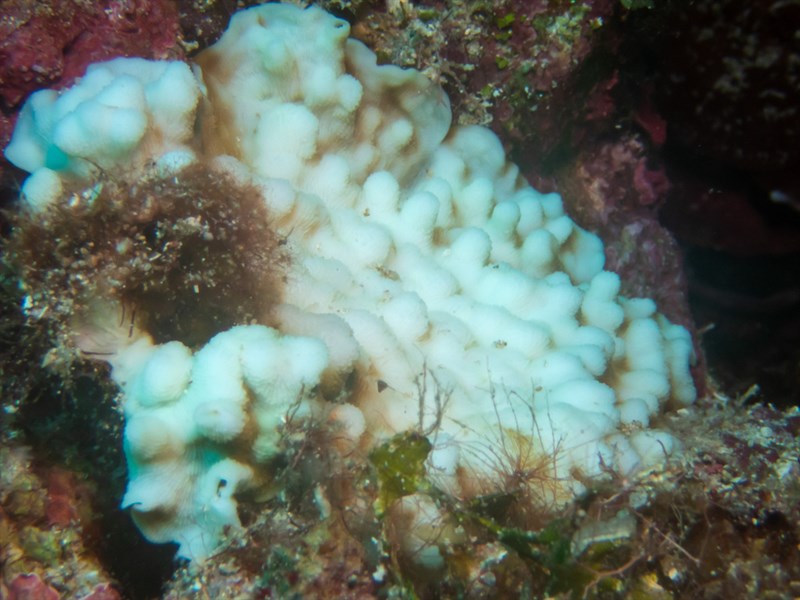 , Rough Plate Coral, Leptoseris scabra