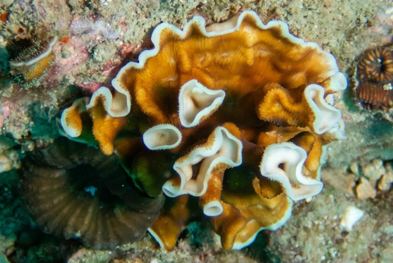 , Stony Coral, Leptoseris tubulifera