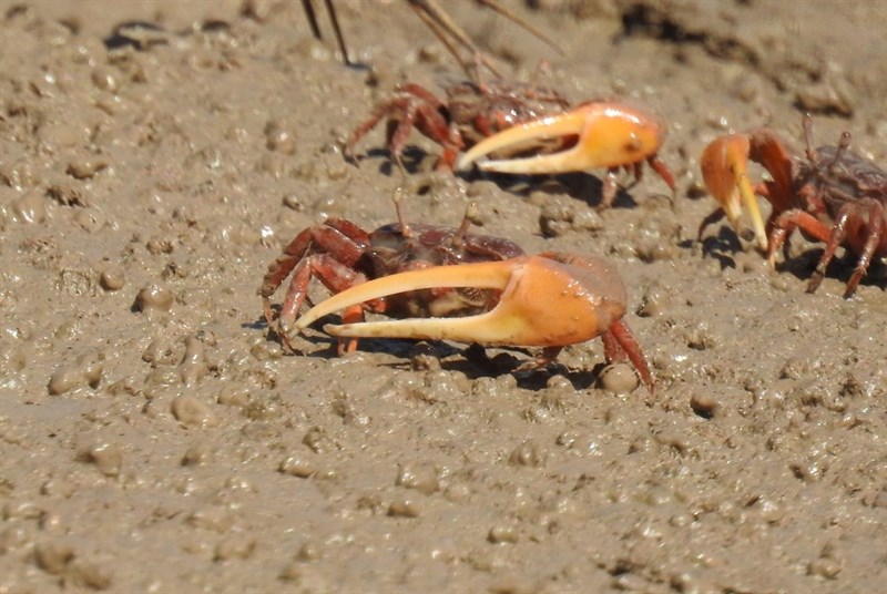 , Leptuca coloradensis