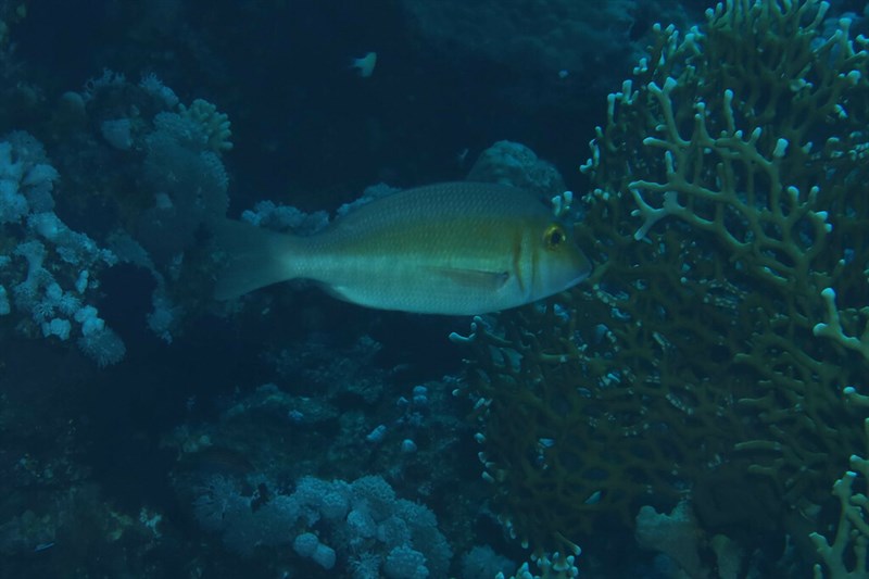 Snubnose emperor, Snubnose Emperor, Lethrinus borbonicus