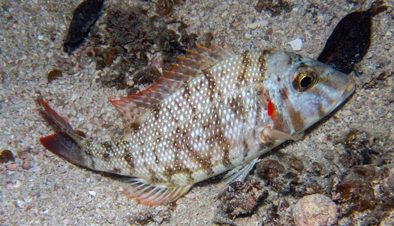 Pink ear emperor, Pink Ear Emperor, Purple-eared Emperor, Purple-headed Emperor, Red Spot Emperor, Lethrinus lentjan