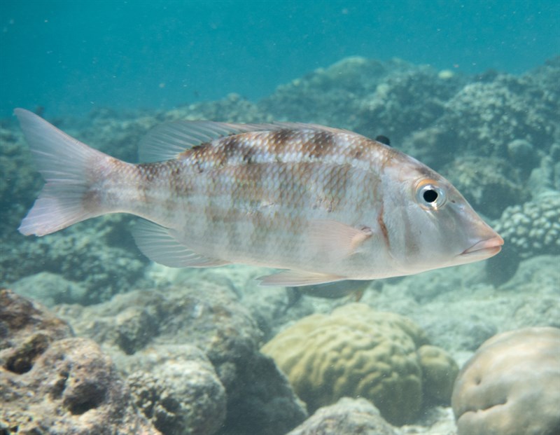 Orange-striped emperor, Orange-striped Emperor, Lethrinus obsoletus