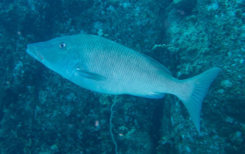 Longface emperor, Longface Emperor, Longface Emperor, Long-nosed Emperor, Lethrinus olivaceus