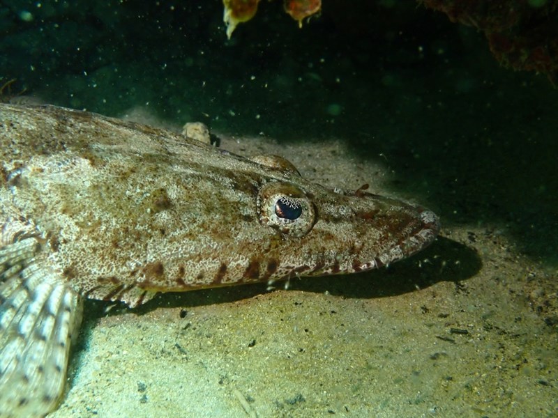 Longhead flathead, Longhead Flathead, Crocodile Flathead, Long-headed Flathead, Weed Flathead - Leviprora inops, Leviprora inops