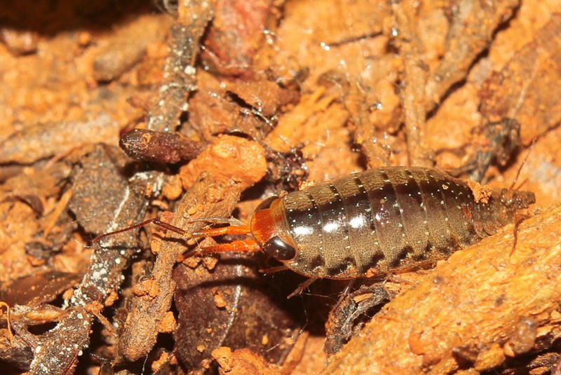 , Ligia platycephala, Ligia platycephala