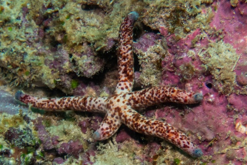 , Multi-pore Sea Star, Spotted Linckia, Linckia multifora