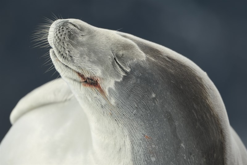 , Crabeater Seal, Lobodon carcinophagus