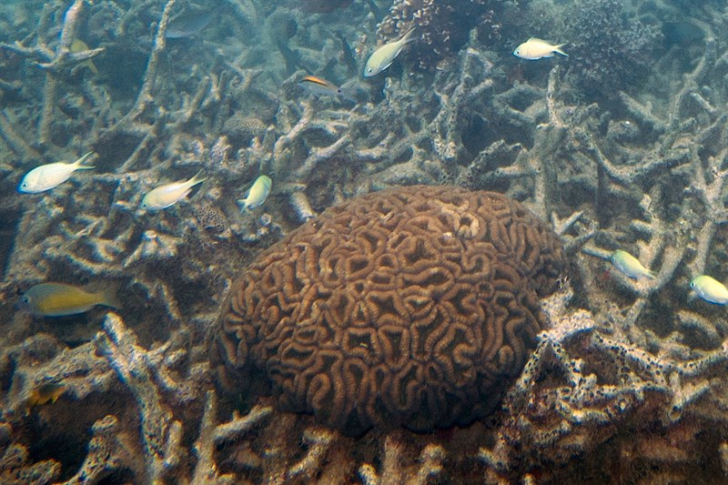 , Stony Coral, Lobophyllia corymbosa