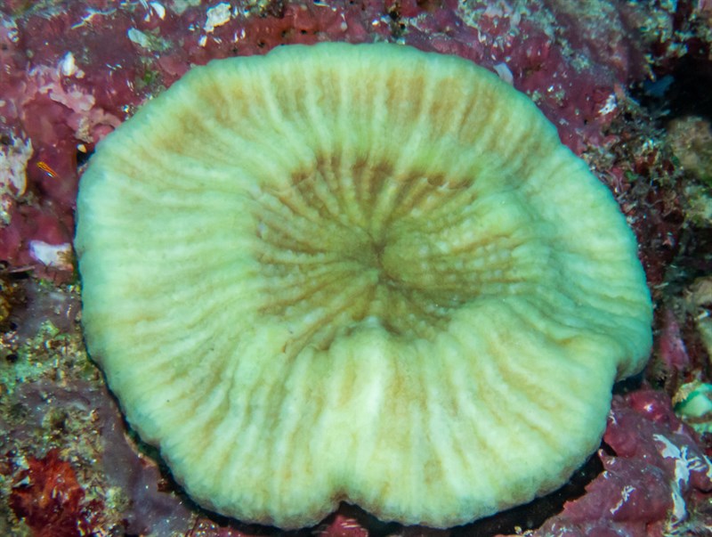 , Artichoke Coral, Lobophyllia vitiensis