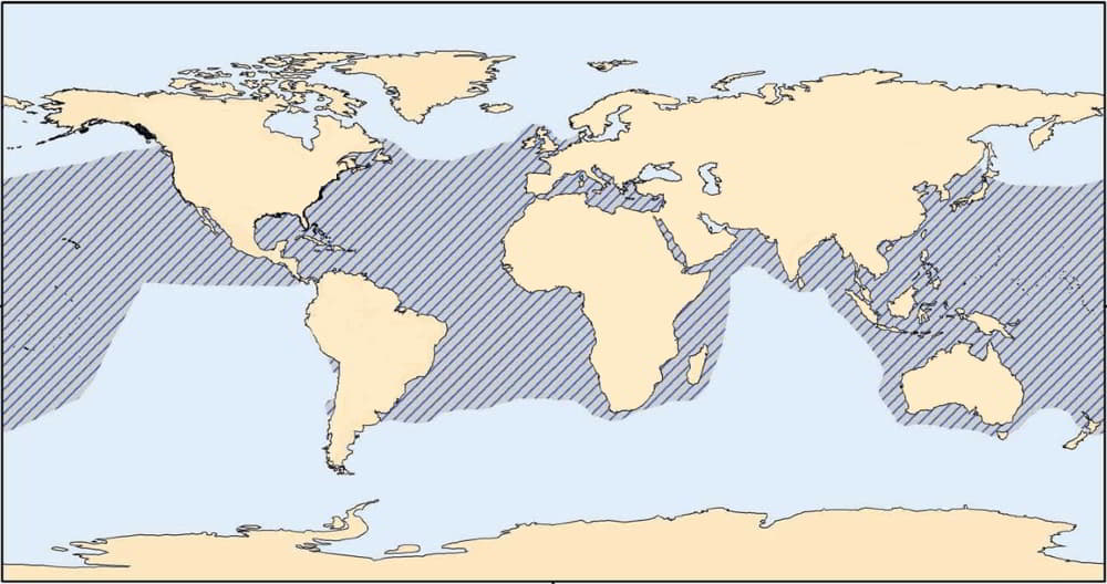 Loggerhead-sea-turtle-–-Caretta-caretta-Map-Distribution-Occurrence