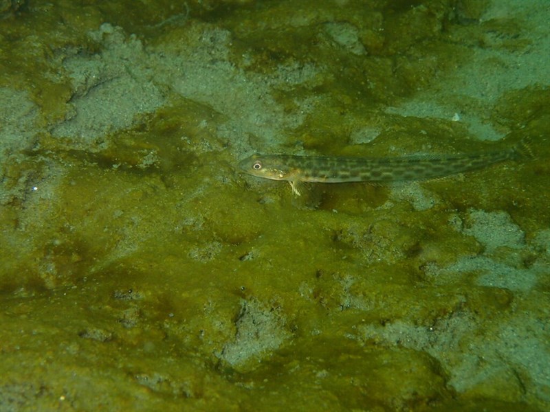 Snake prickleback, Lumpenus sagitta, Lumpenus sagitta