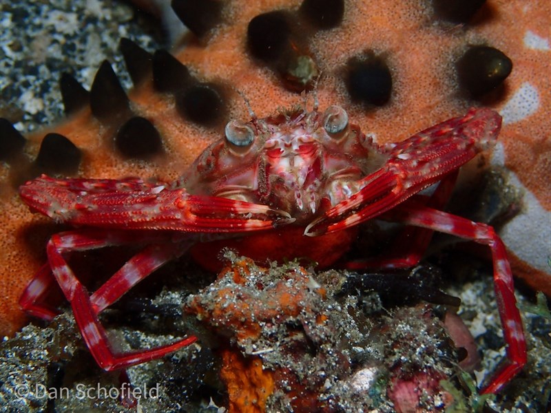 , Lupocyclus rotundatus, Lupocyclus rotundatus