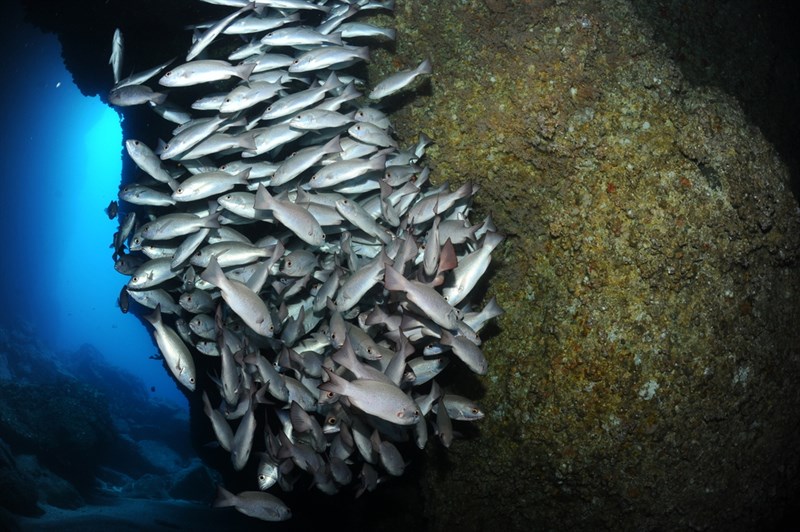 Jordan's snapper, Jordan's Snapper, Whipper Snapper - Lutjanus jordani, Lutjanus jordani