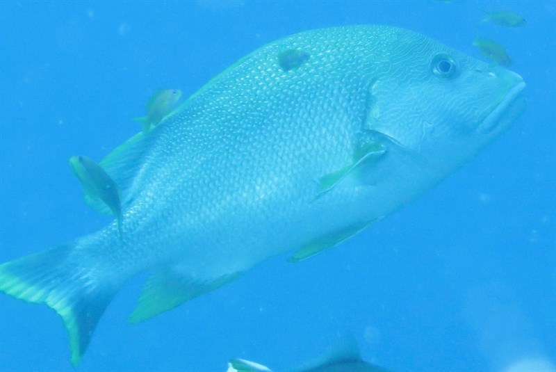 Blubberlip snapper, Blubberlip Snapper, Blue-spotted Seaperch, Blue-spotted Sea-perch, Maori Bream, Maori Sea Perch, Maori Seaperch, Maori Sea-perch, Multi-coloured Snapper, Scribbled Snapper, Speckled Snapper, Yellowfin Snapper , Maori Snapper, Lutjanus rivulatus