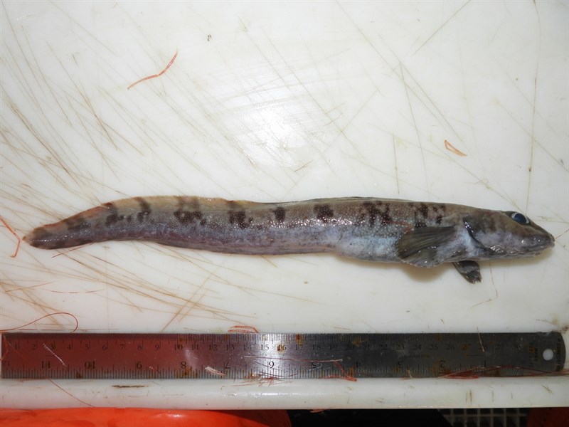 Vahl's eelpout, Lycodes vahlii, Lycodes vahlii