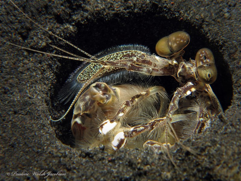 , Tiger Mantis Shrimp, Common Banded Mantis Shrimp, Lysiosquilla maculata