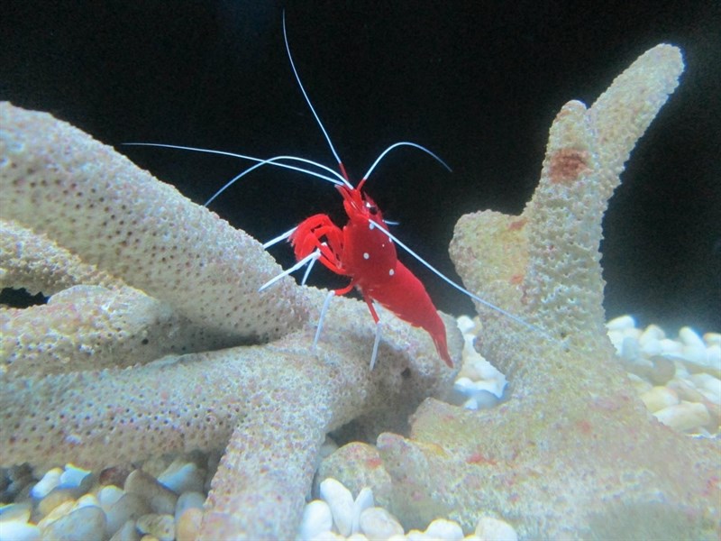 , Fire Shrimp, Blood Shrimp, Lysmata debelius