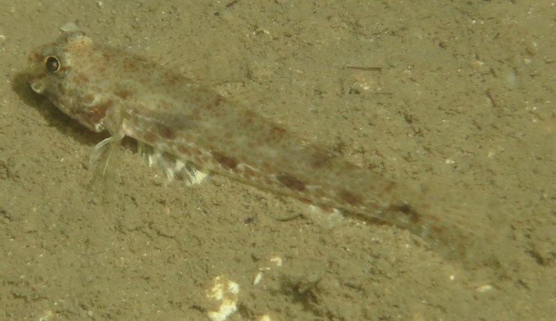 Largetooth goby, Largetooth Goby, Macrodontogobius wilburi