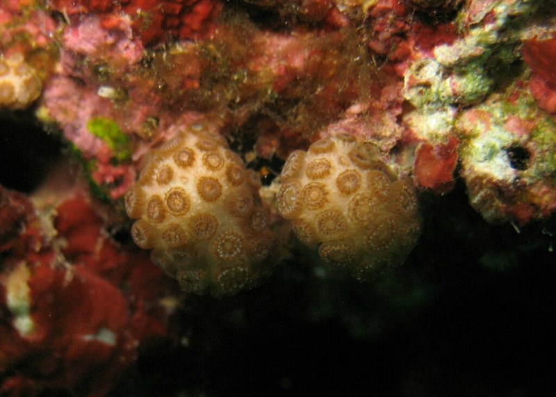 , Star Coral, Madracis pharensis