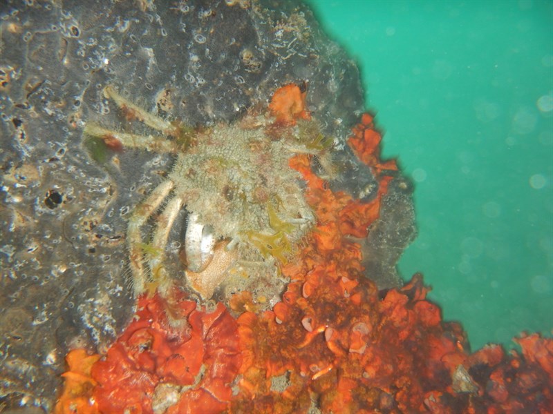 , Lesser Spider Crab - Maja crispata, Maja crispata