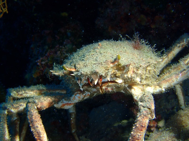 , European Spider Crab, Spiny Spider Crab, Spinous Spider Crab, Maja squinado