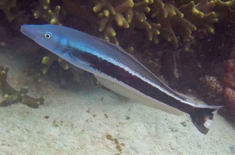 Blue blanquillo, Blue Blanquillo, Blue Tilefish, Sand Tilefish, Malacanthus latovittatus