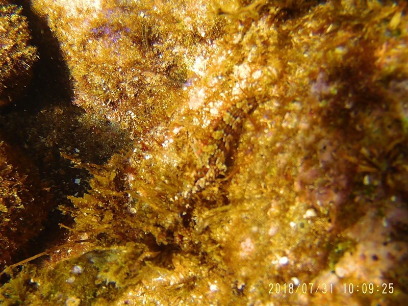 Sonora blenny, Sonora Blenny - Malacoctenus gigas, Malacoctenus gigas