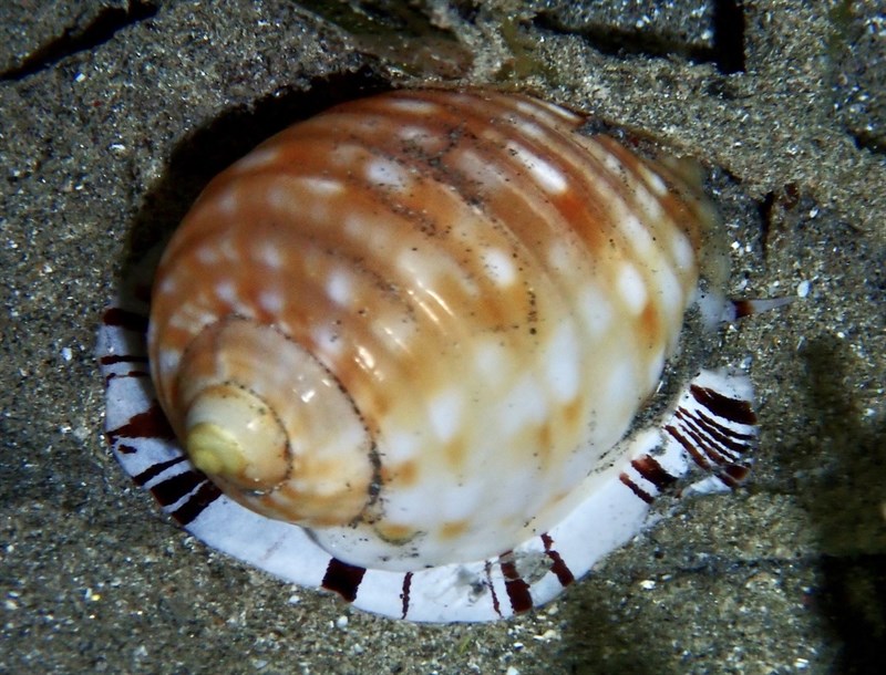 , Brown Striped Snail, Malea pomum