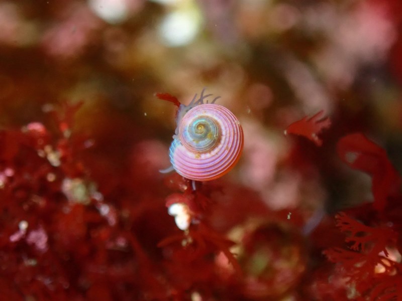 , Greenland Margarite, Pearly Top Snail, Margarites groenlandicus