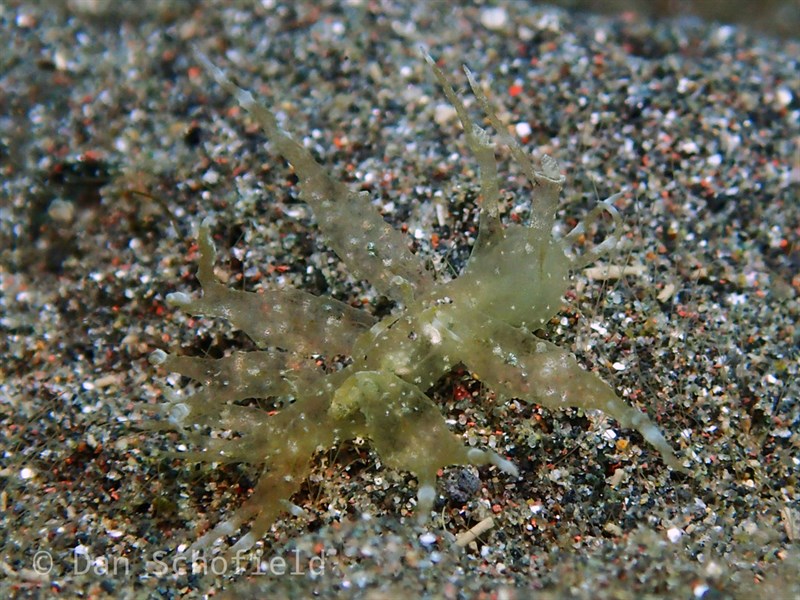 , Solar Throw-Net Slug, Melibe megaceras