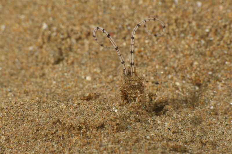 , Mesochaetopterus rogeri, Mesochaetopterus rogeri