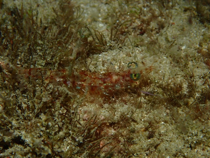 Metapenaeopsis commensalis