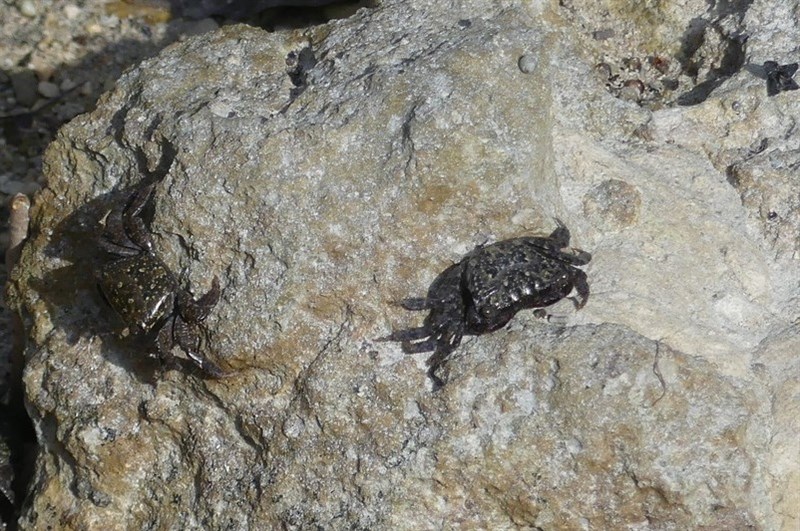 , Alamihi Crab - Metopograpsus messor, Metopograpsus messor