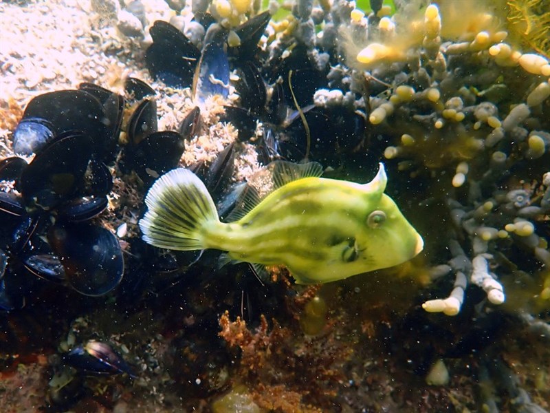 Southern leatherjacket, Brown-striped Leatherjacket, Donovan's Leatherjacket, Southern Leatherjacket, White-banded Leatherjacket - Meuschenia australis, Meuschenia australis