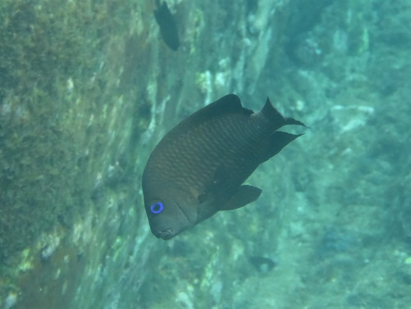 Guinean damselfish, Guinean Damselfish - Microspathodon frontatus, Microspathodon frontatus