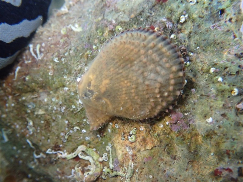 , Variegated Scallop - Mimachlamys varia, Mimachlamys varia