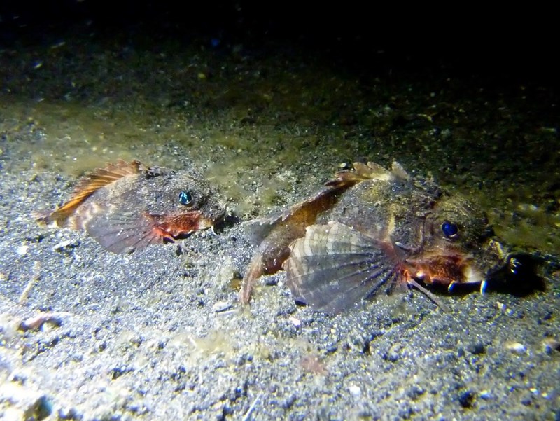 Painted stinger, Painted Stinger, Onestick Stingfish, Spotted Stingfish, Yellowfin Stingfish, Minous pictus