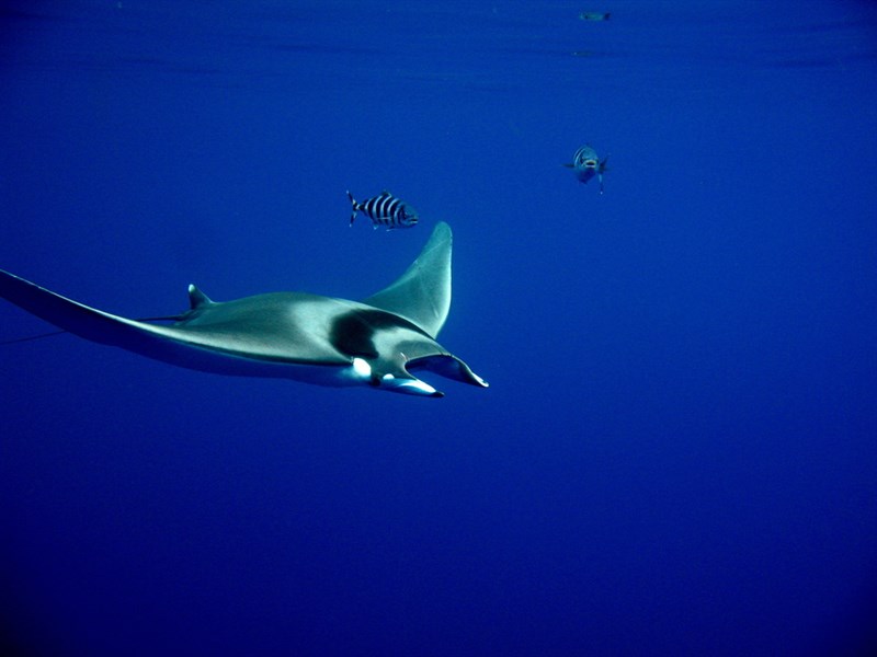 Devil fish, Devilray, Giant Devil Ray, Giant Devilray, Japanese Devilray, Spinetail Devilray, Spinetail Mobula, Japanese Devilray, Spinetail Devil Ray, Mediterranean Mobula, Mobula mobular