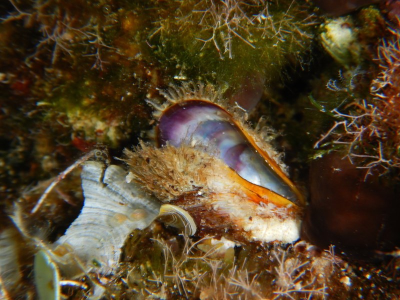 , Bearded Horse Mussel - Modiolus barbatus, Modiolus barbatus