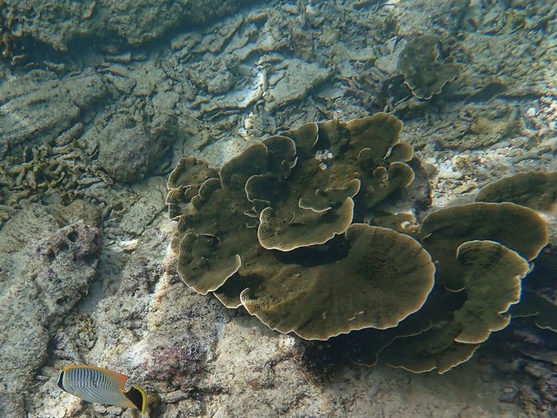 , Encrusting Pore Coral, Montipora aequituberculata