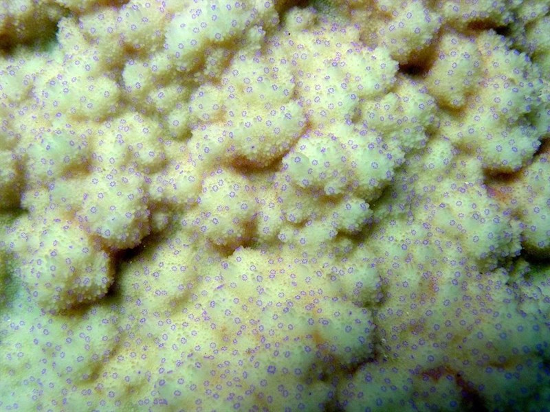 , Hard Stone Coral, Montipora efflorescens